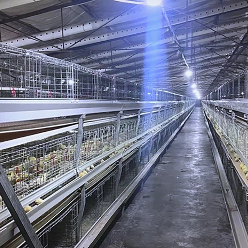 Automaattinen kerros Chicken House Systems|95% munantuotannon tehokkuus